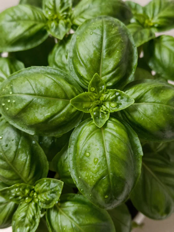 Albahaca seca y polvo de albahaca molida sobre superficie de madera